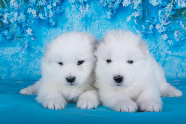 Deux petits chiots blancs et moelleux sont assis sur un fond bleu avec des fleurs bleues.