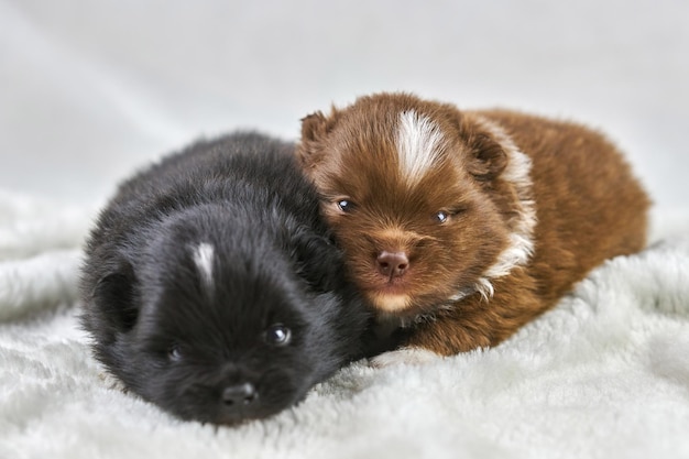 Deux petits chiots Chihuahua allongés sur un tissu blanc doux se reproduisent de mignons chiens bruns et noirs endormis