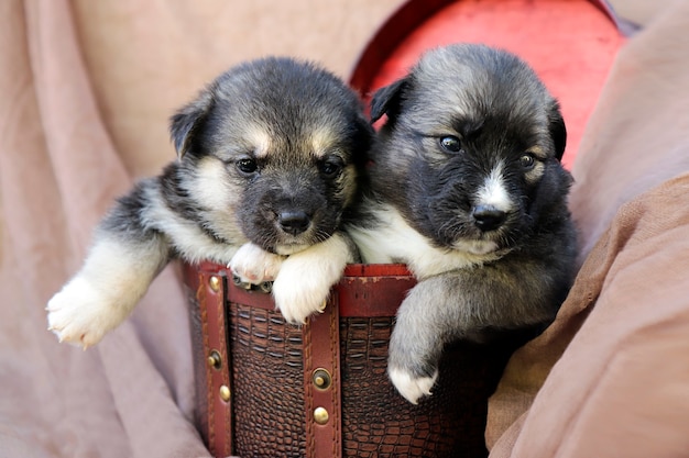 Deux petits chiots dans un coffret cadeau