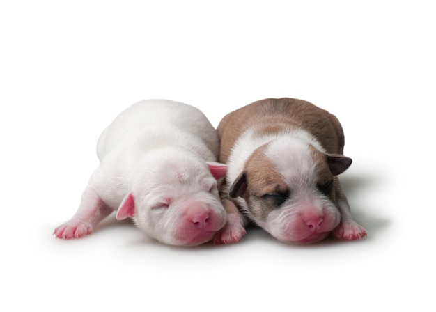 Deux petits chiots sur le fond isolé