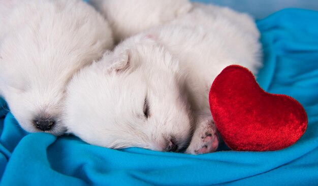 Deux petits chiots Samoyèdes blancs mignons d'un mois avec coeur rouge.