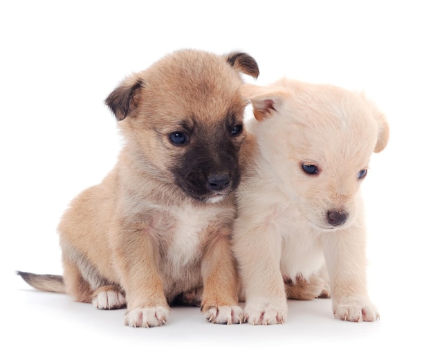 Deux petits chiots