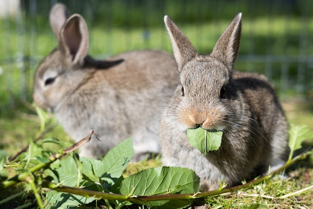 Deux petits lapins bruns mangeant des feuilles à l'extérieur élevage d'animaux