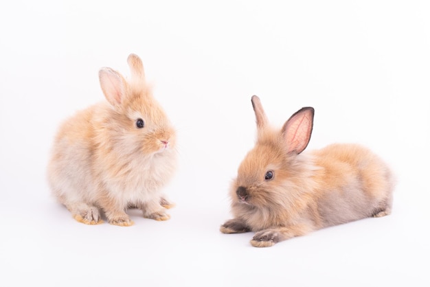 Deux petits lapins isolés sur fond blanc