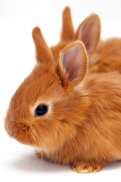 Deux petits lapins rouges sur fond blanc