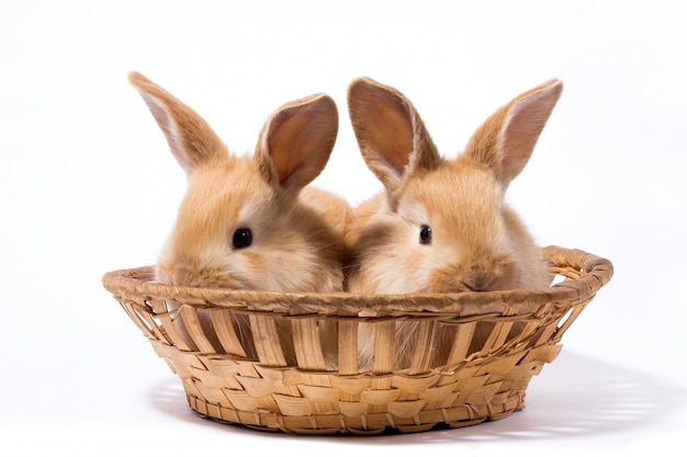 Deux petits lapins rouges moelleux dans un panier, isoler, lapin de Pâques