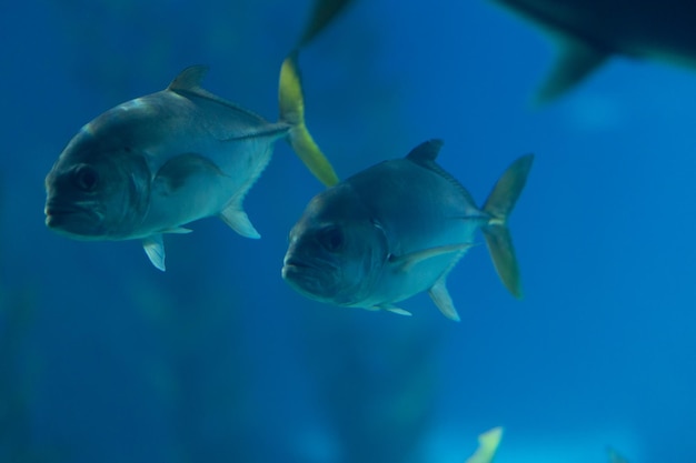 Deux petits poissons dans un grand aquarium bleu