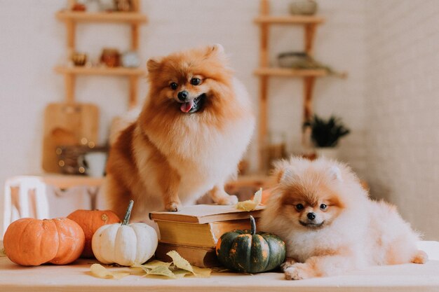 Deux petits poméraniens moelleux rouges posent parmi des citrouilles et des piles de livres posés sur une table en bois. famille de deux chiens. produits pour animaux de compagnie. espace pour le texte. Photo de haute qualité