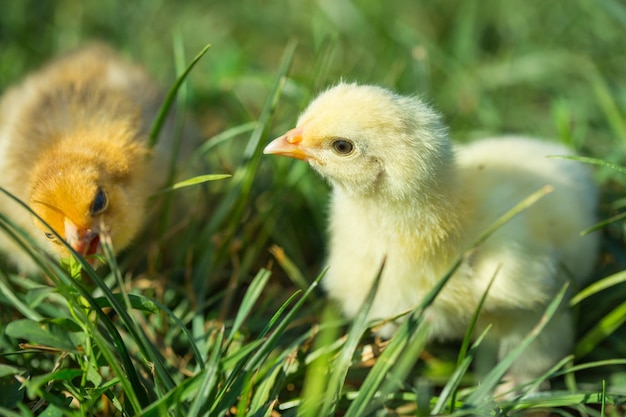 Deux petits poulets dans l'herbe