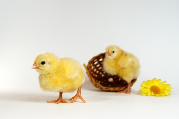 Deux petits poulets isolés sur blanc