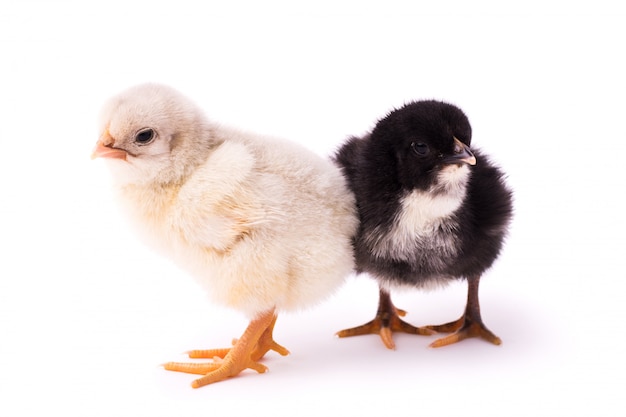 Deux petits poulets