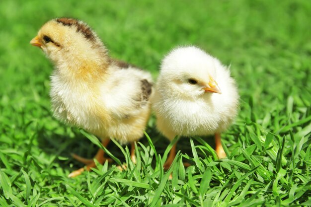 Deux petits poussins mignons sur l'herbe verte