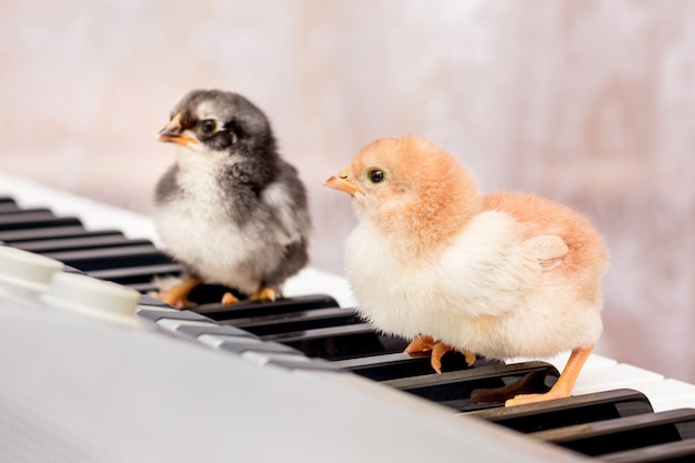 Deux petits poussins sur les touches du piano. Les premiers pas en musique. Apprendre dans une école de musique. Concert de jeunes interprètes