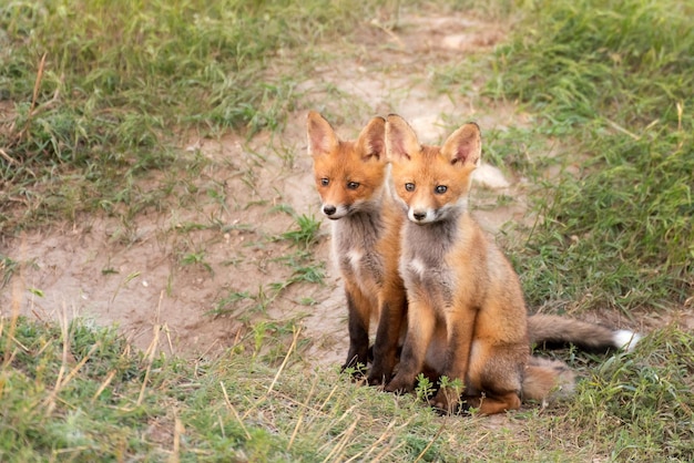 Deux petits renards roux près de son trou