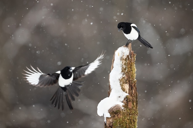 Deux pies eurasiennes atterrissant sur une souche pendant une tempête de neige