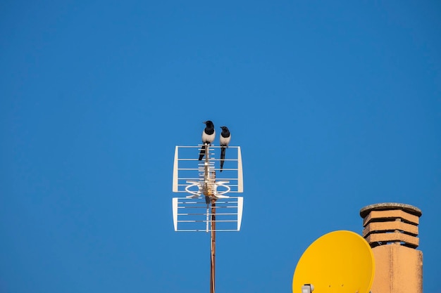 Deux pies noires et blanches se reposant sur l'antenne Ciel bleu au fond