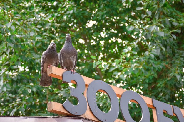 Deux pigeons sur le signe