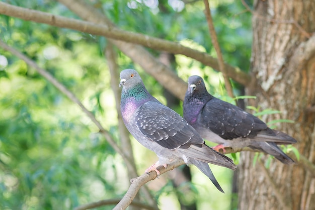 Deux pigeons sont assis sur une branche d'arbre