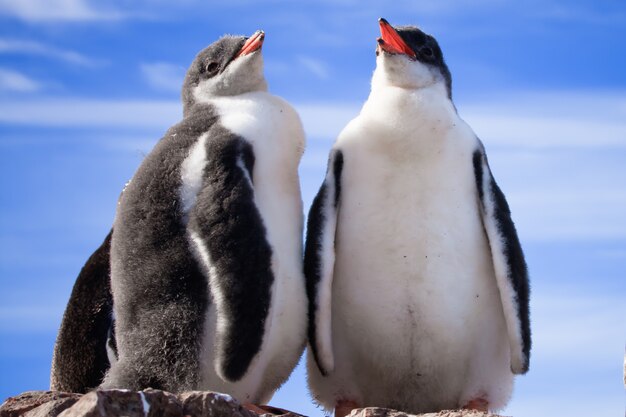 Deux pingouins en Antarctique