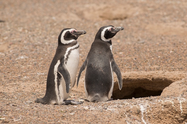 Deux pingouins magellanic debout devant leur nid