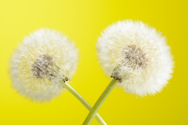 Deux pissenlits sur fond jaune