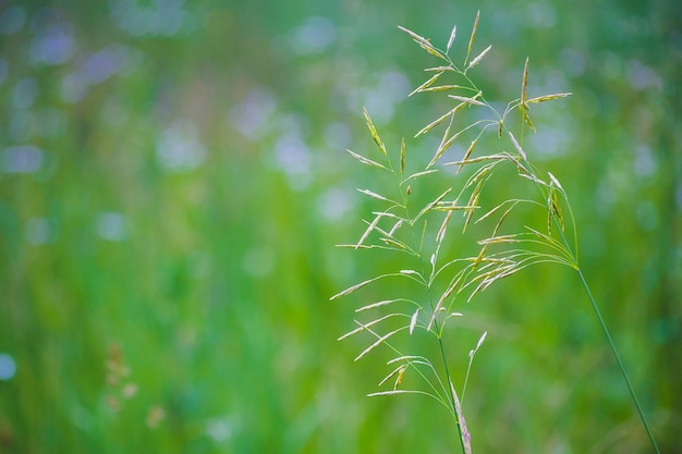 Deux plantes sur fond flou de jour d'été vert