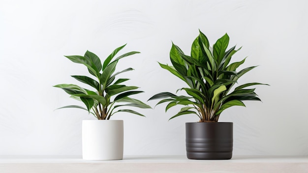 Photo deux plantes en pot assises sur une table