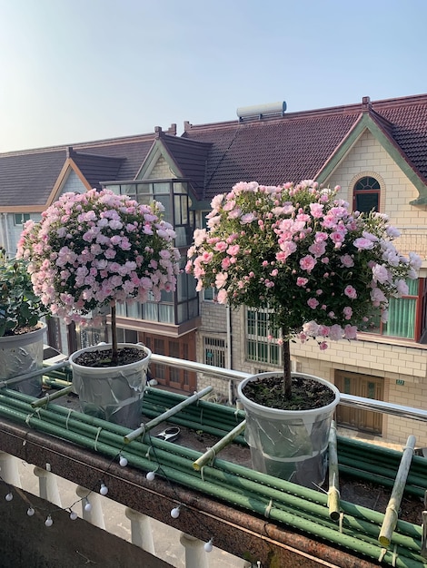 Deux plantes en pot à fleurs roses devant une maison