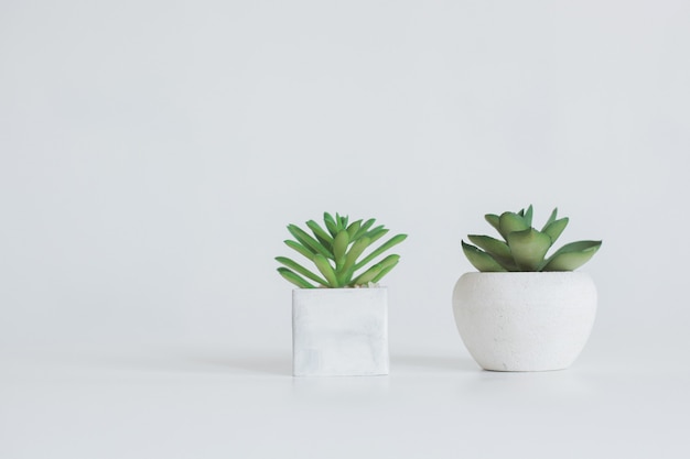 Deux plantes succulentes en pot blanc isolé sur fond blanc avec copie espace