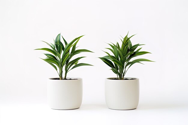 deux planteurs blancs avec des feuilles vertes dans des pots blancs