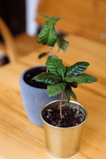 Deux plants de caféier vert poussent dans des pots