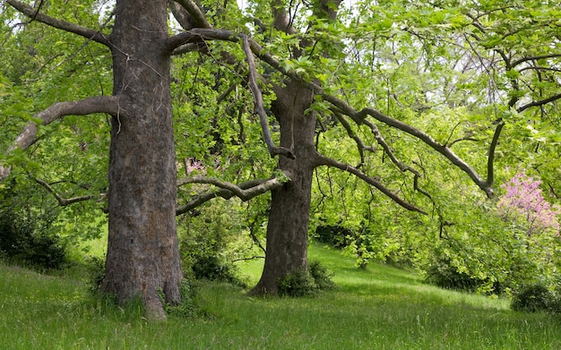 Deux platanes majestueux sur la clairière verte de l'été.