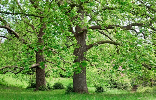 Deux platanes majestueux sur la clairière verte de l'été.