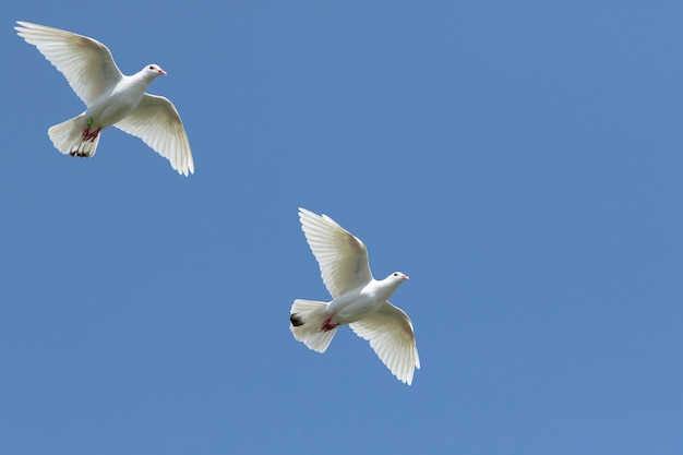 Photo deux plumes blanches pigeon voyageur volant contre le ciel bleu clair