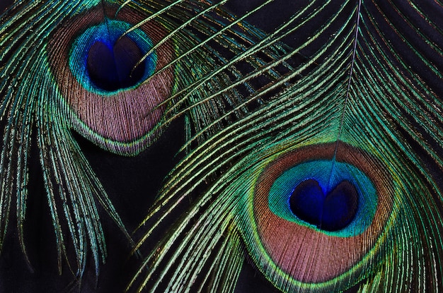 Photo deux plumes de paon sur un mur noir