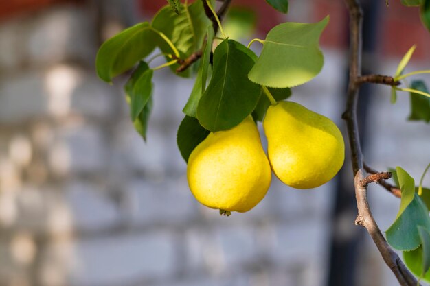 Deux poires accrochées à une branche d'arbre Mise au point sélective sur une poire sur fond de beau bokeh