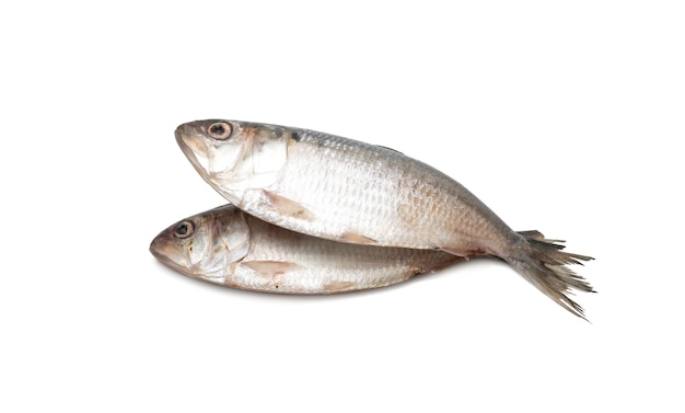 Deux poissons frais hilsa vue rapprochée sur fond blanc isolé