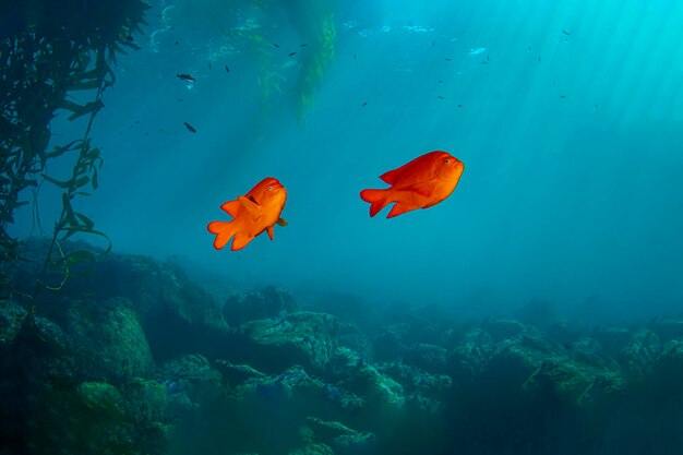 deux poissons orange nageant dans l'eau avec le soleil brillant à travers l'eau