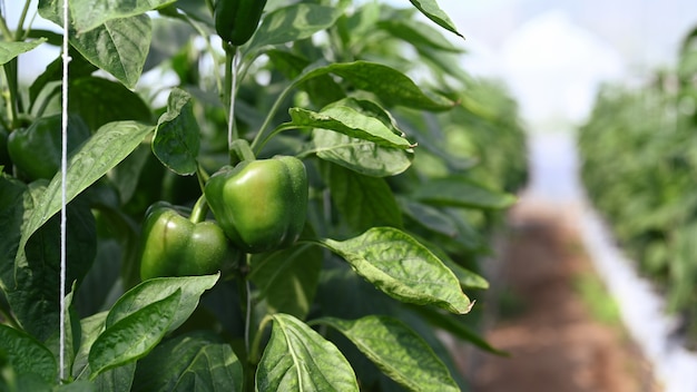 Deux poivrons verts mûrs dans la serre agricole