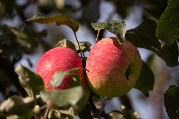 Deux pommes juteuses mûres sur une branche. Gros plan photo. Fruits de ferme sains de saison de récolte de pommes