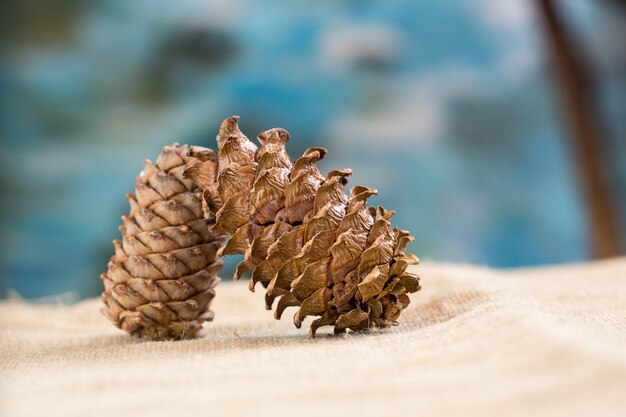 Deux pommes de pin sur le limogeage