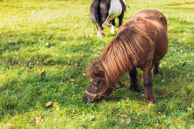 Deux poney miniature dans un champ vert