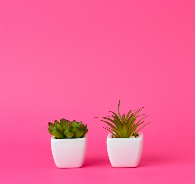 Deux pots en céramique avec des plantes sur fond rose