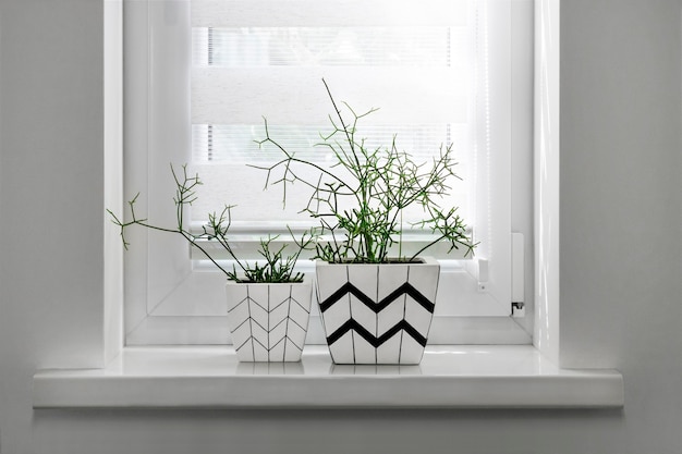 Deux pots de fleurs carrés blancs avec des motifs géométriques avec des plantes rhipsalis plantées en eux se tiennent sur le rebord de la fenêtre avec store enrouleur