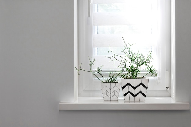 Deux pots de fleurs carrés blancs avec des motifs géométriques avec des plantes rhipsalis plantées en eux se tiennent sur le rebord de la fenêtre