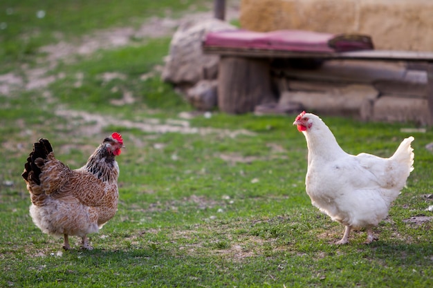 Deux poules blanches et brunes en bonne santé sur l'herbe verte à l'extérieur dans la cour rurale sur le vieux fond de mur de grange en bois par une belle journée ensoleillée. Élevage de poulets, concept de production de viande et d'œufs sains.