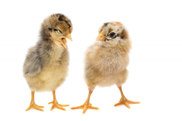 Deux poules sur fond blanc