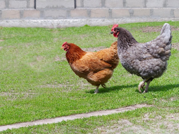 Deux poules se promènent dans la cour