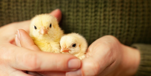 deux poulets assis dans des paumes humaines