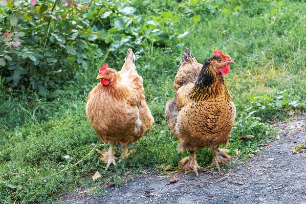 Photo deux poulets bruns dans le jardin de la ferme
